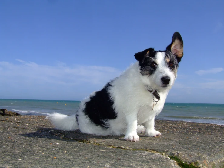 the dog is sitting on the beach near the water