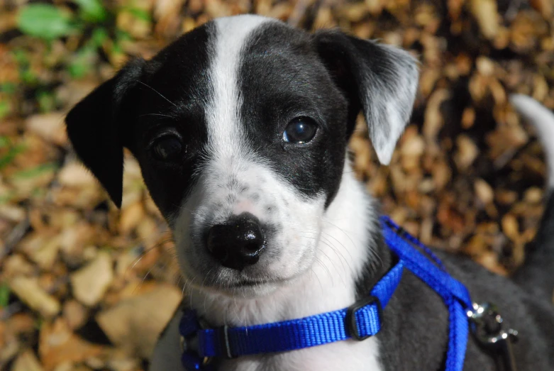 the small dog is wearing a blue collar