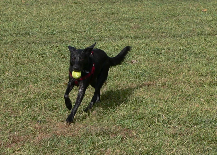 dog with a tennis ball in it's mouth running