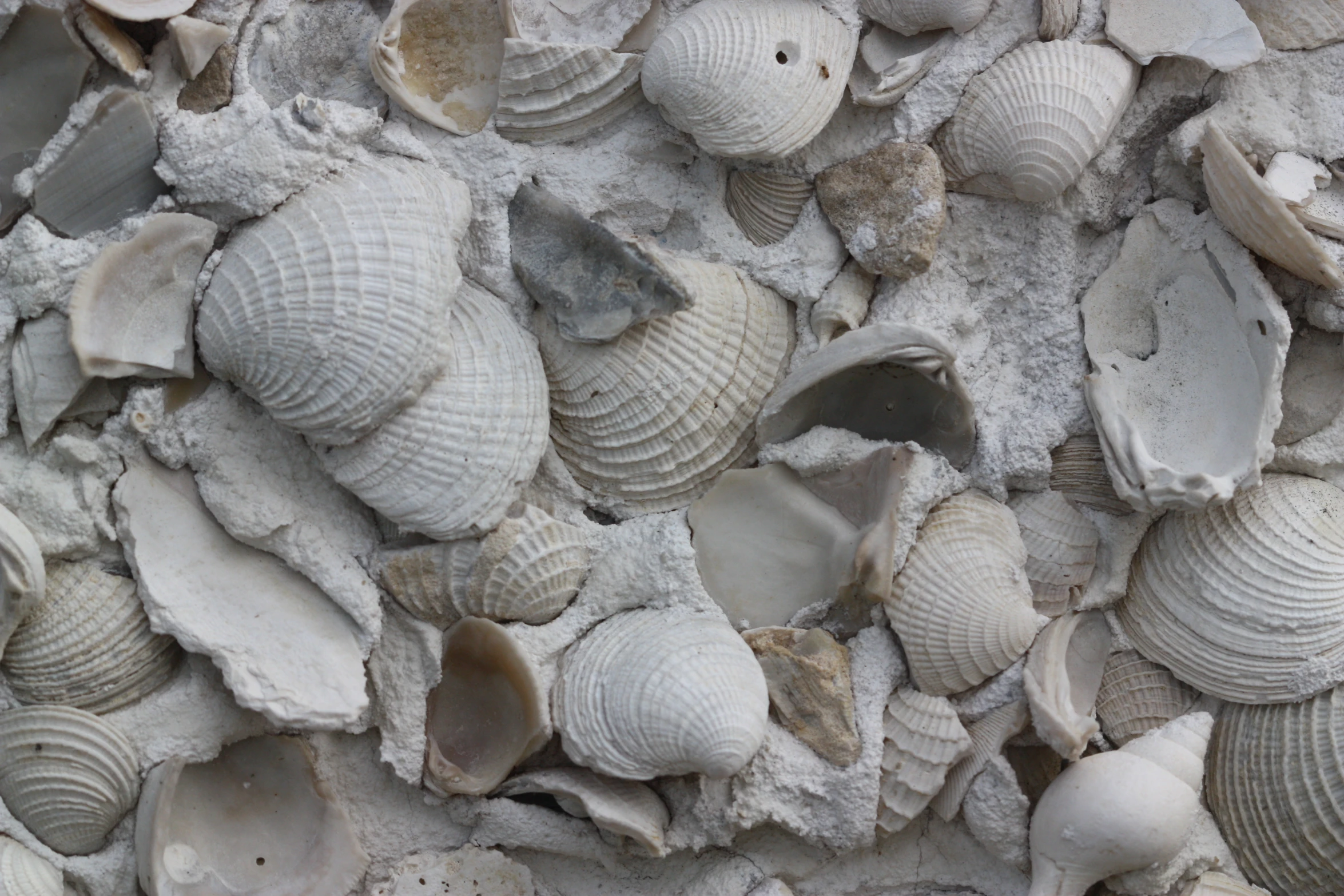 the shells and stones are covered in white foam