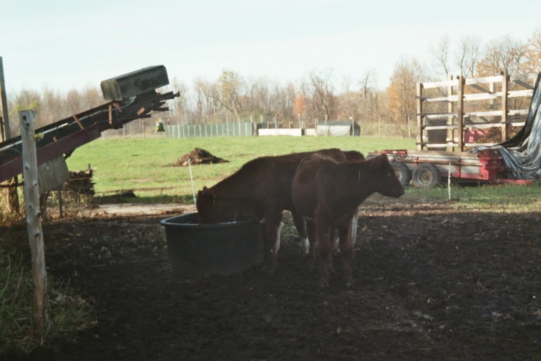 a couple of animals that are in a pen