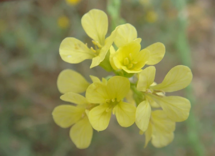 a close up view of some yellow flowers