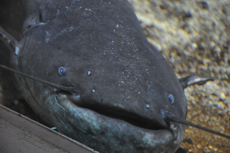 a fish is laying on the ground next to rocks