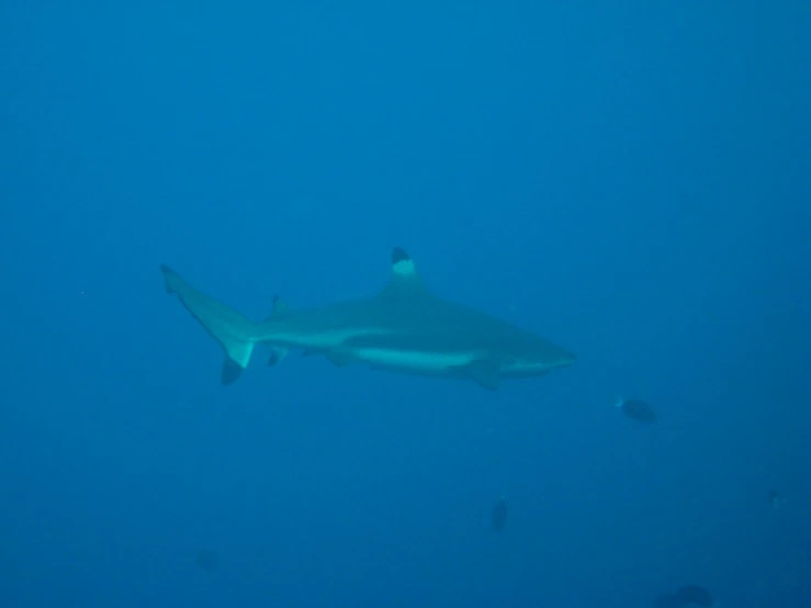 a large shark swimming through the ocean