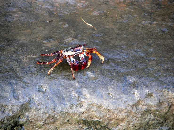 a red and white crab on a rocky beach