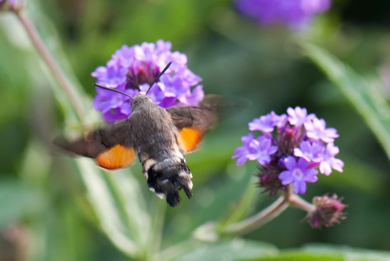 a humming bird and purple flowers near each other