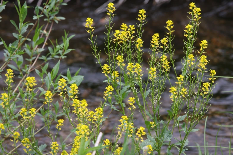 the yellow flowers are growing in the field