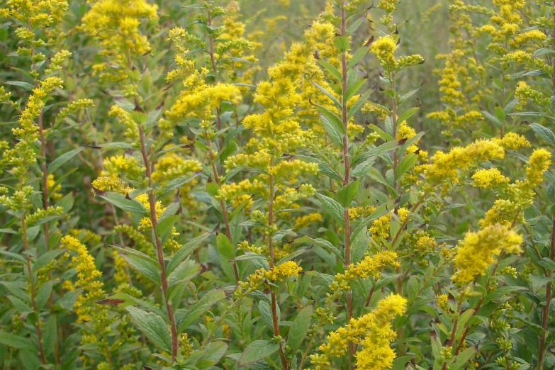 an image of many tall yellow flowers growing