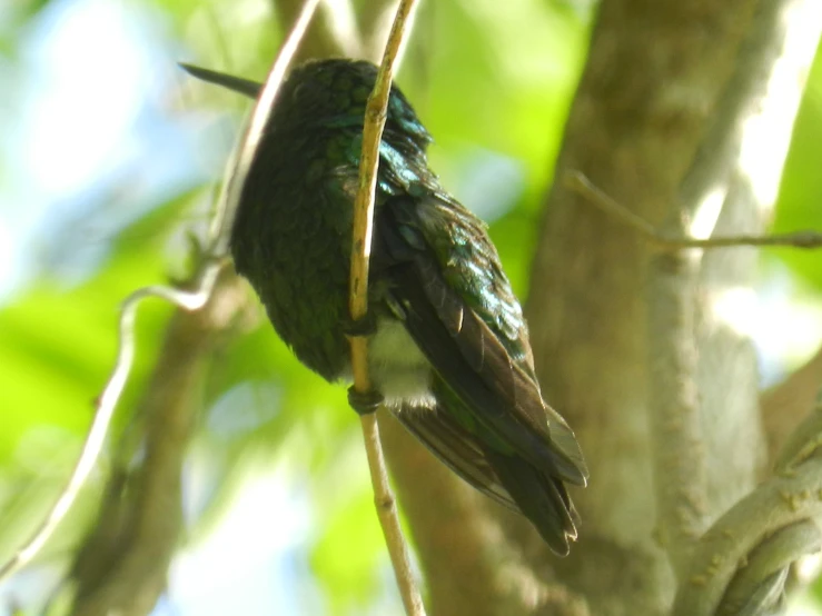 a colorful hummingbird perched on a tree nch