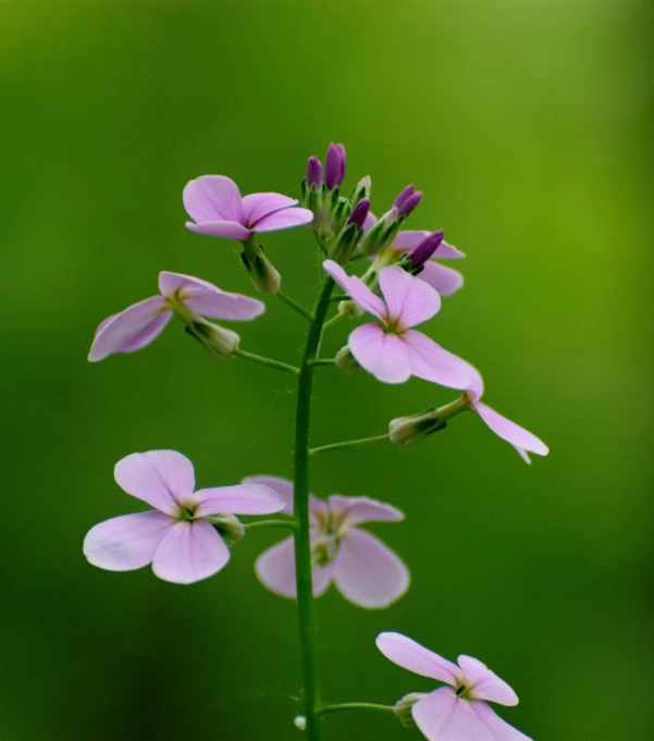 a close up of some kind of flowers