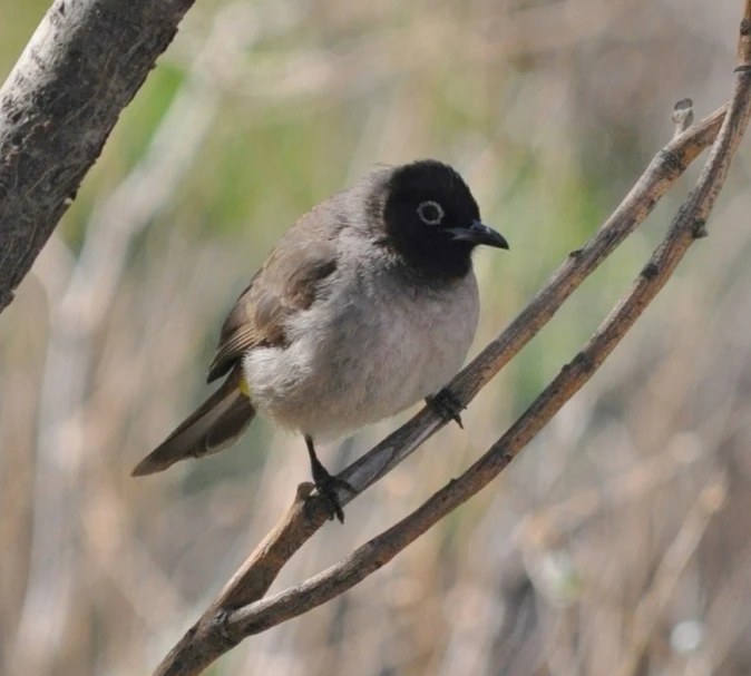 a little bird sitting on a nch of a tree