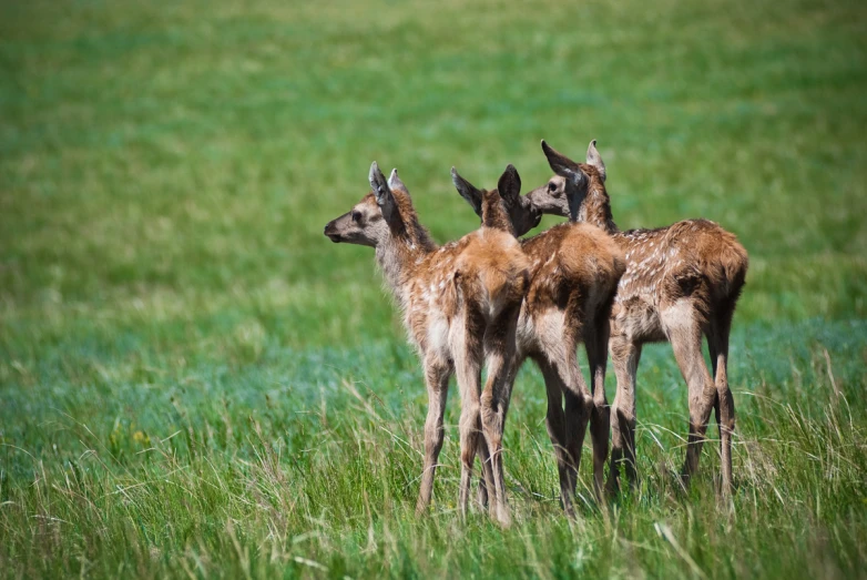 three young deer standing in the tall grass