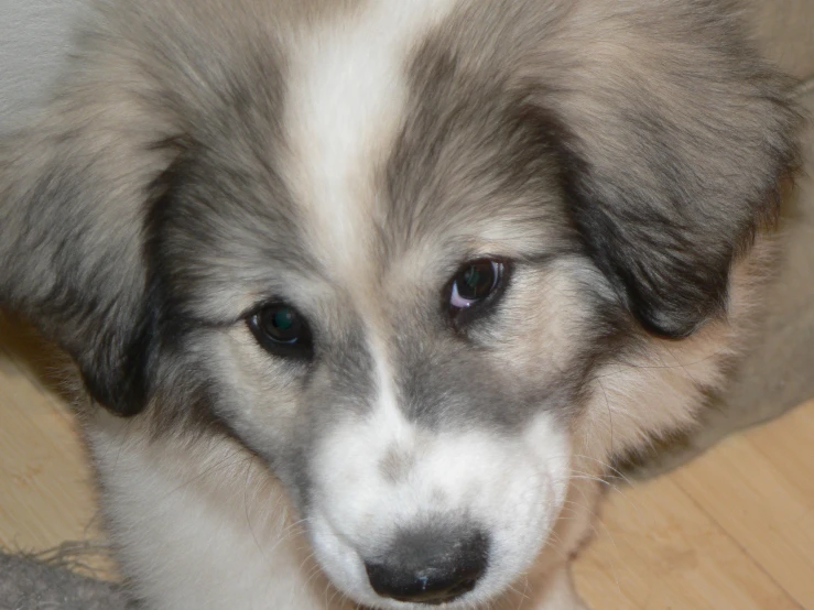 the fluffy puppy is sitting on the wood floor