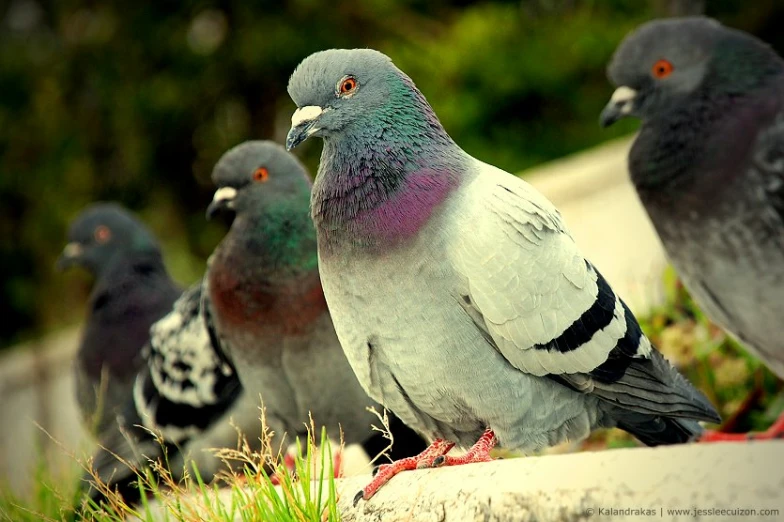 a flock of pigeons standing on a concrete block