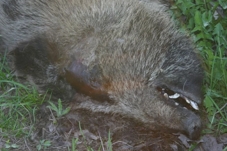 a large animal lays in the grass on some ground