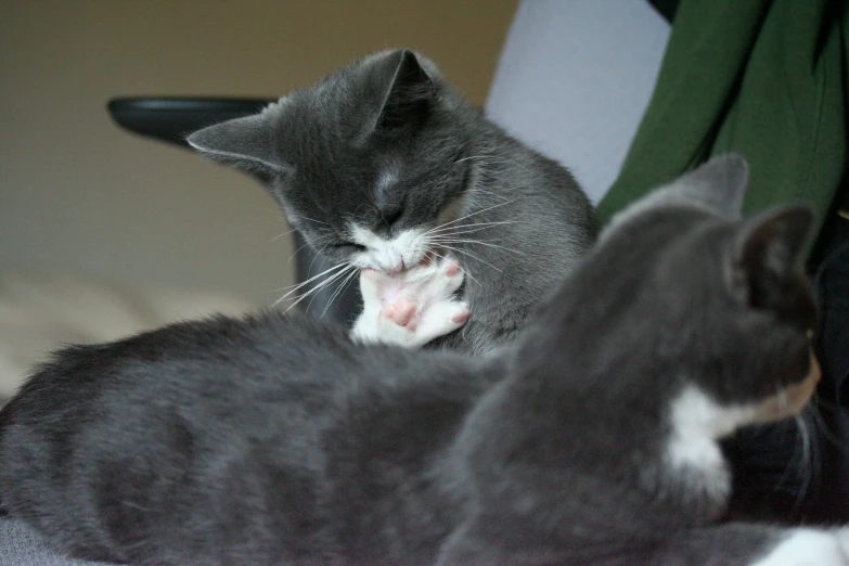 a gray cat with its face down touching a kitten's ear