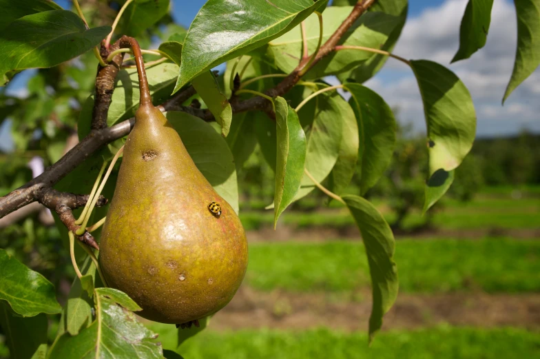 a pear hanging from the nches in a tree