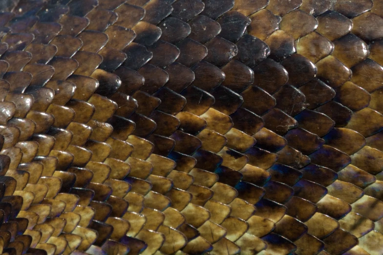 a close up po of the skin of a snake