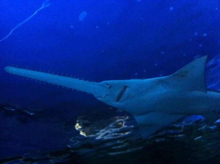 a very large shark swims near the camera