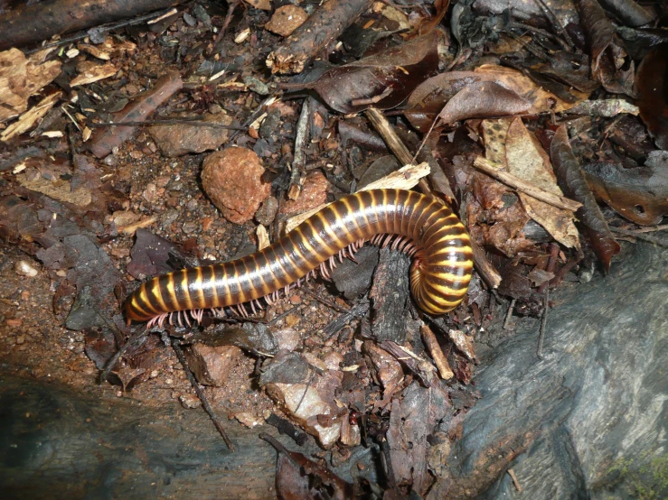 a brown and white worm laying on the ground