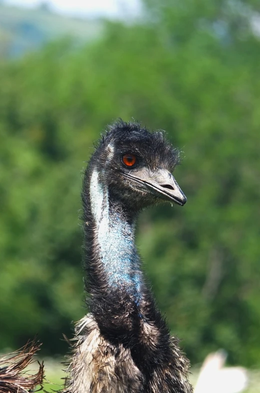 a bird with an orange eye sitting in the grass