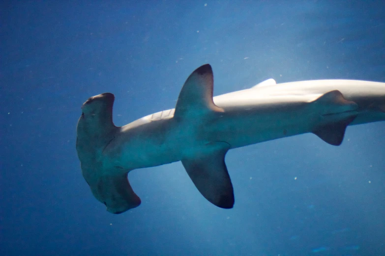 an up close s of a white shark under the water