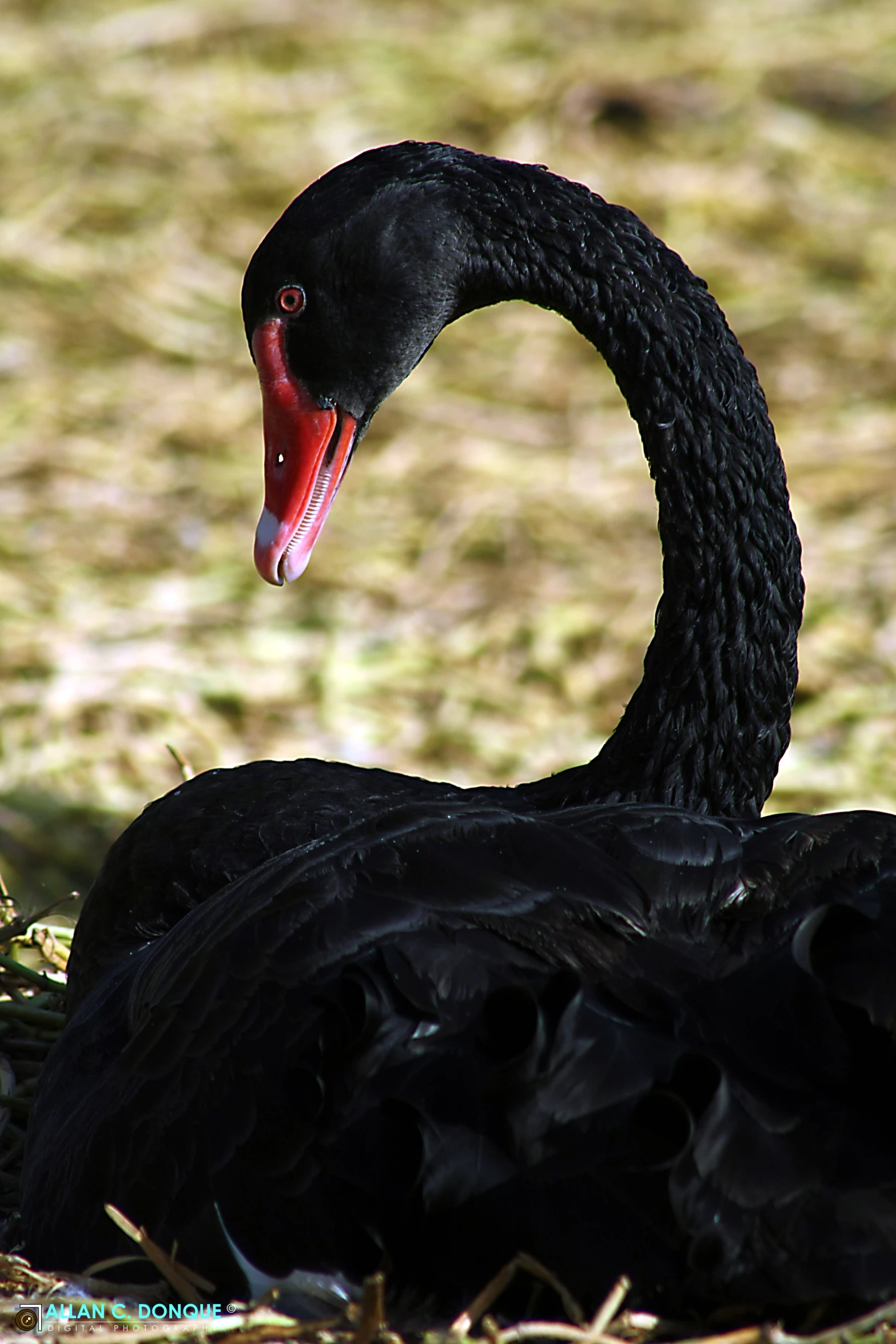 black swan is sitting on the ground in an enclosure