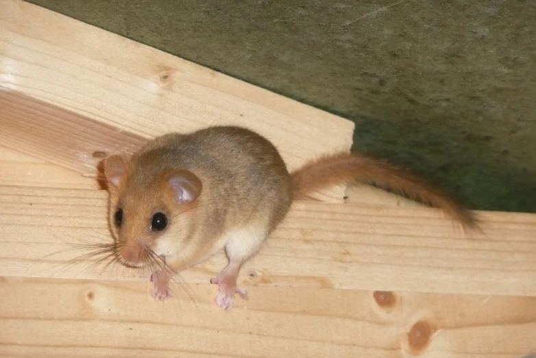 a mouse on the back of a wooden rail