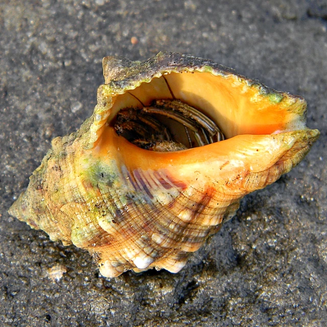 a shell on sand has been placed under the sun
