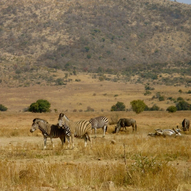 several ze and wildebeest grazing in front of a hill