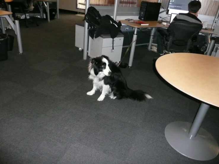 a dog sits by itself in an office