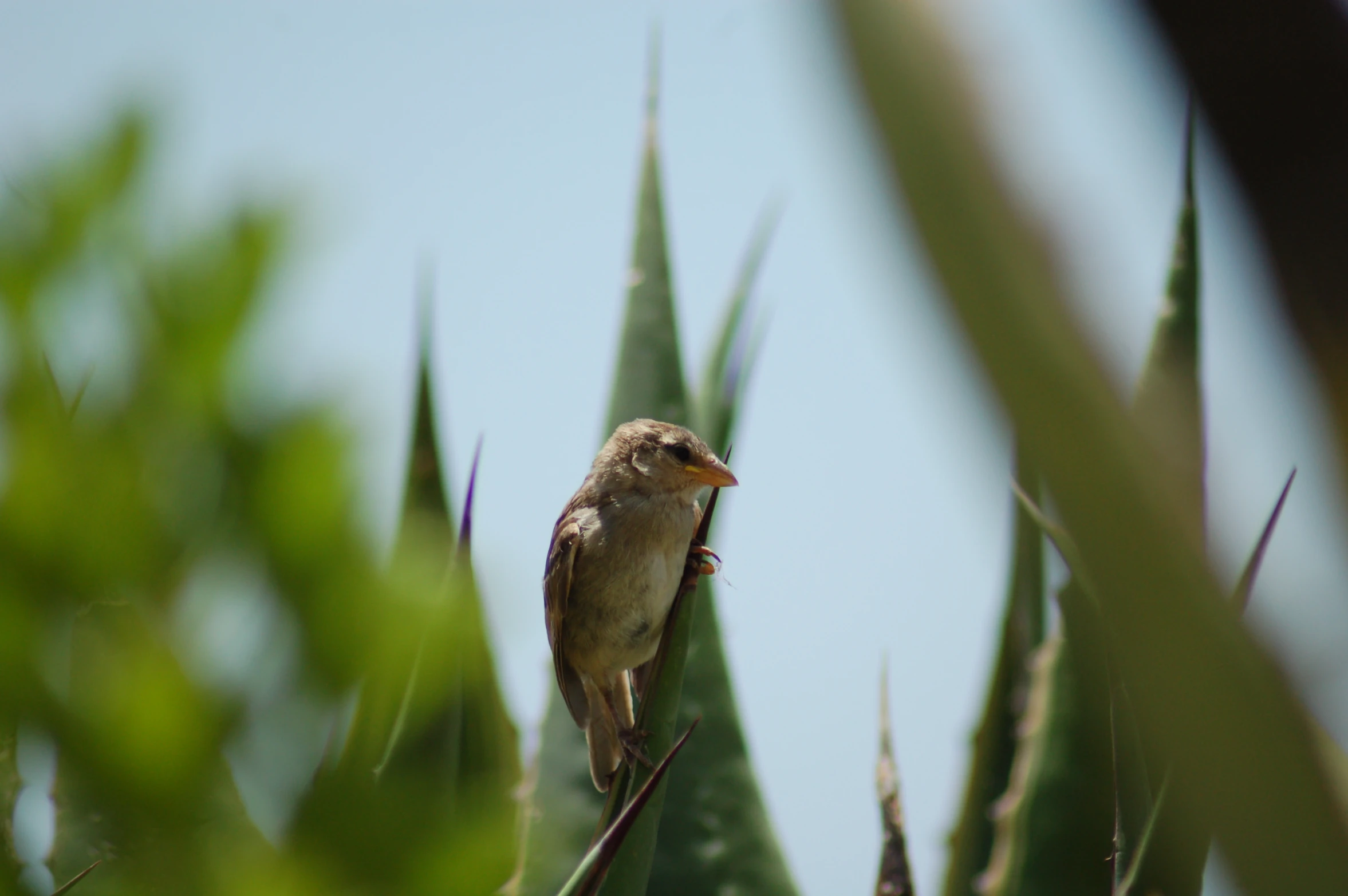 a small bird perched on a thin nch