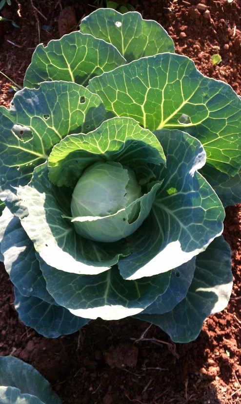 a close up of a cabbage plant in dirt