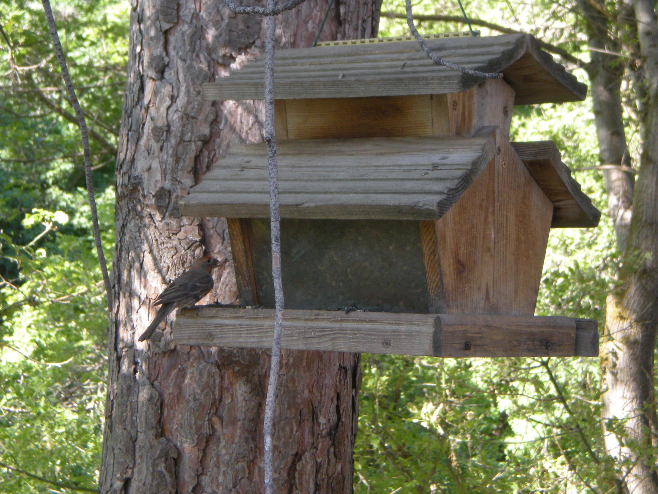 a bird box is hanging on the side of a tree