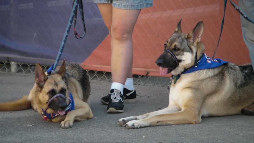 two dogs resting and walking on a leash