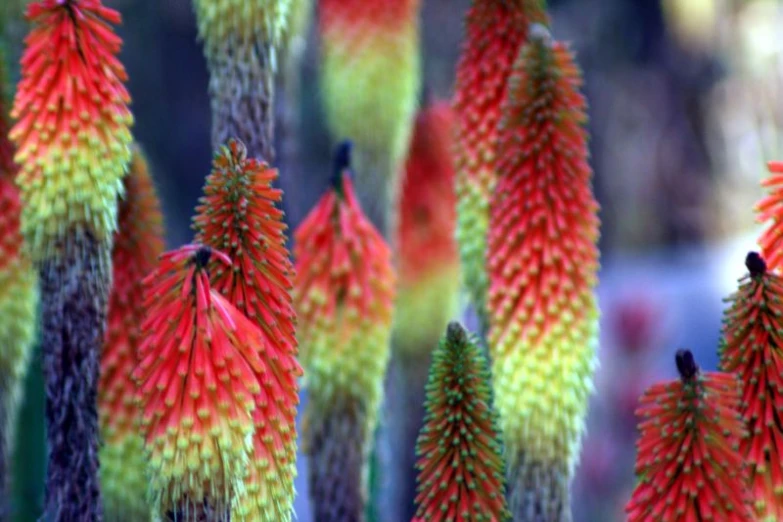 flowers with red tips are in the foreground