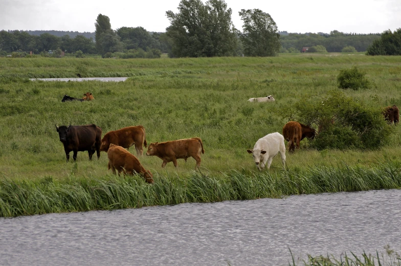 cows are grazing in an open field by the water