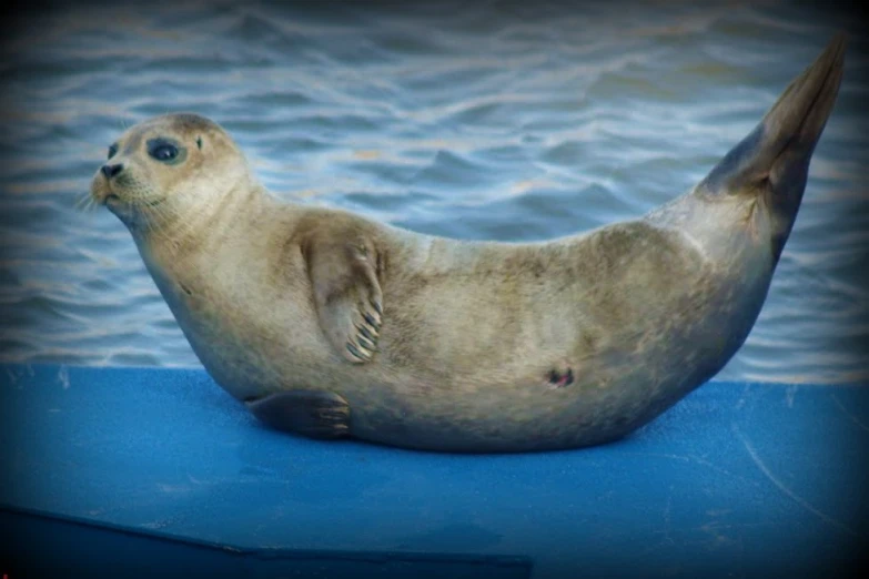 there is a seal sitting in the blue pool