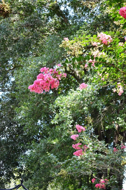 a number of trees with flowers growing from them