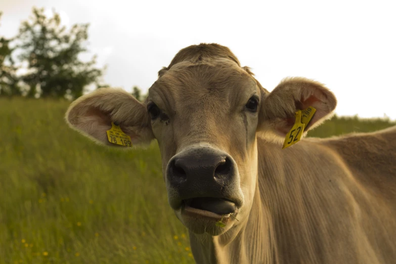 an up close s of the head of a cow with yellow tags in its ears