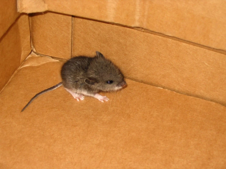 a small rodent sitting on the floor inside a box