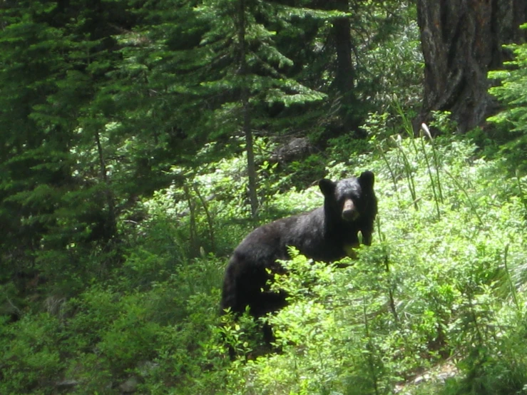 a black bear in a field surrounded by trees