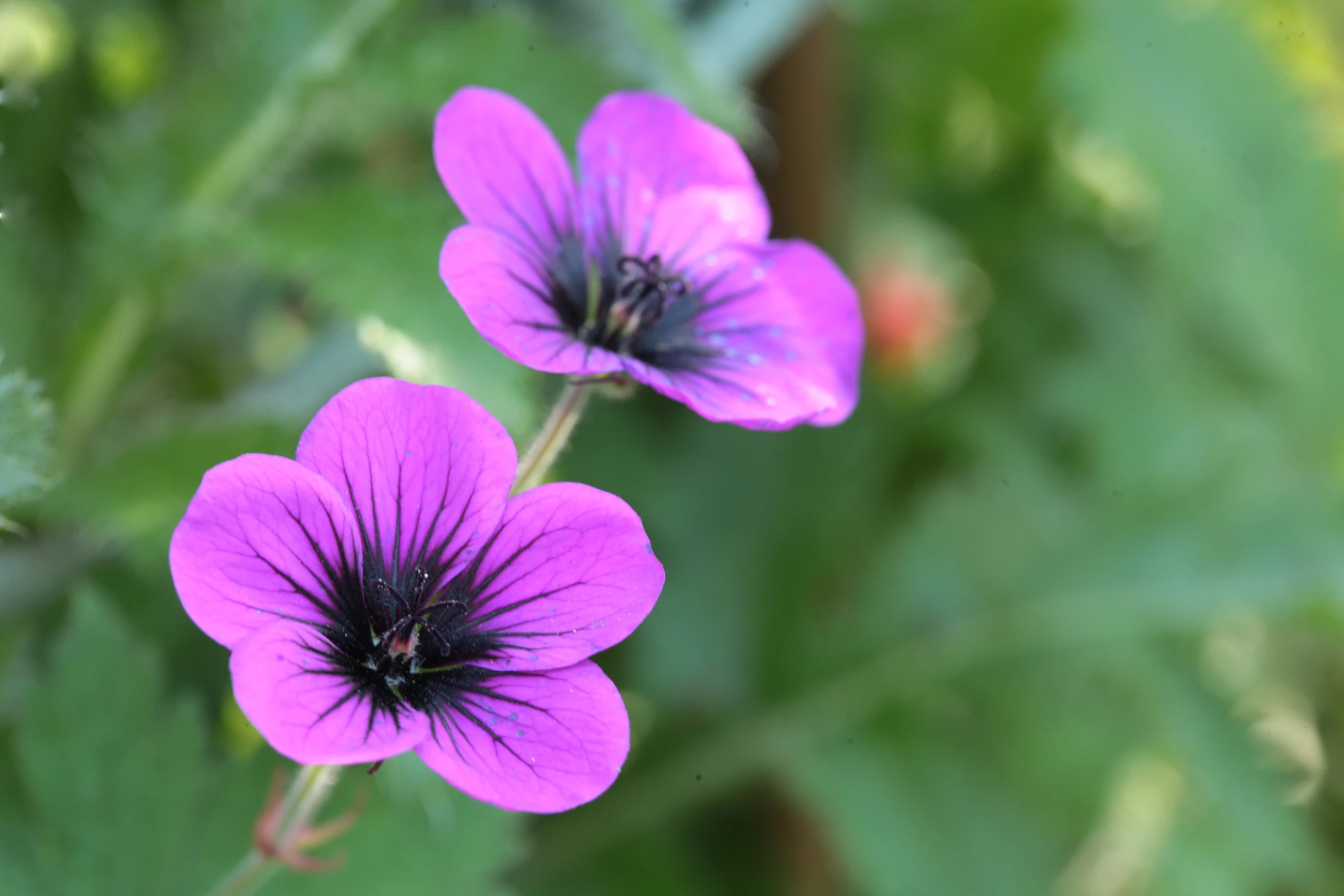 the three purple flowers are blooming outside on a sunny day