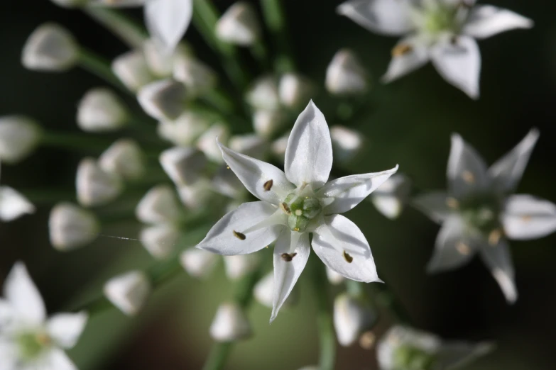 an image of a bunch of white flowers