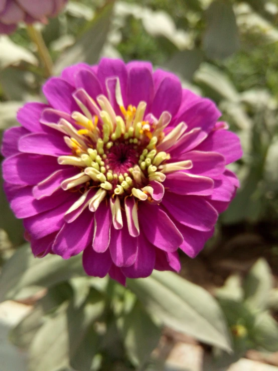 a close up s of a purple flower