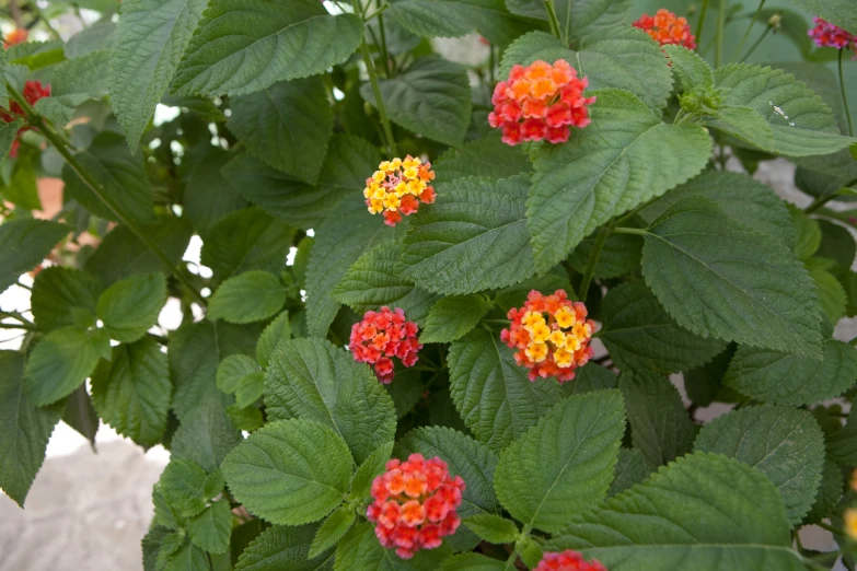 a bunch of colorful flower are in the middle of a plant