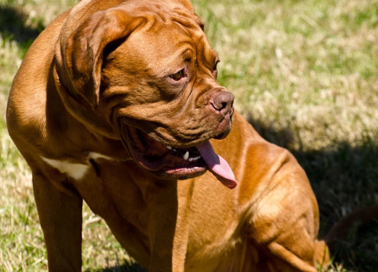 a brown dog laying on top of a grass covered field