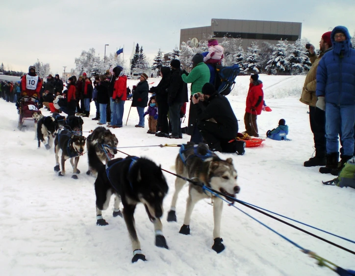 dogs pulling skiers on their sled through the snow