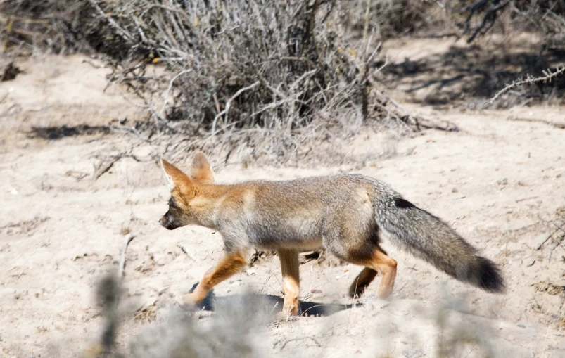 a brown fox is walking across some dirt