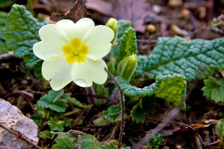 a single yellow flower with a yellow center is next to other small green plants